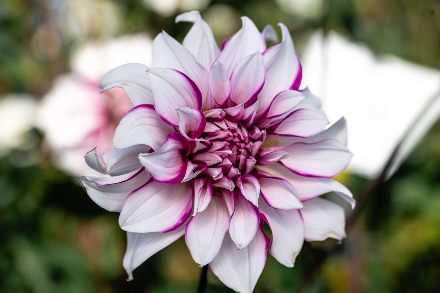 Dahlie 'Radegast'